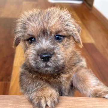 ノーフォークテリア【兵庫県・男の子・2024年12月23日・レッド】の写真「とても人懐っこく明るい性格の男の子です」