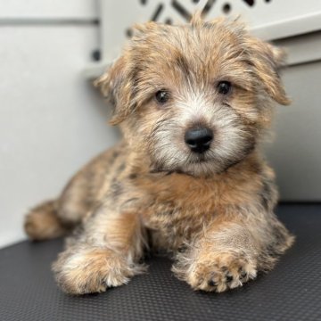 ノーフォークテリア【兵庫県・男の子・2024年12月23日・レッド】の写真「とても人懐っこく明るい性格の男の子です」