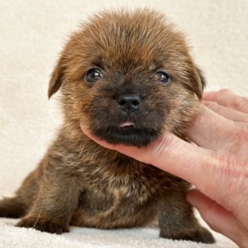 ノーフォークテリア【兵庫県・女の子・2025年10月3日・レッド】の写真「すくすくと育っています。」