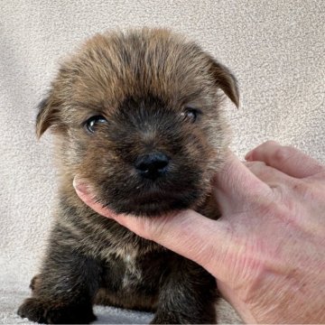 ノーフォークテリア【兵庫県・男の子・2024年12月7日・レッド】の写真「すくすくと育っています。」