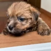 ノーフォークテリア【兵庫県・女の子・2025年4月26日・レッド】の写真4