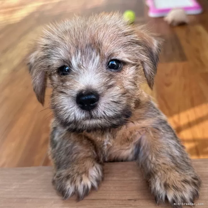 ID：2409-07219の子犬