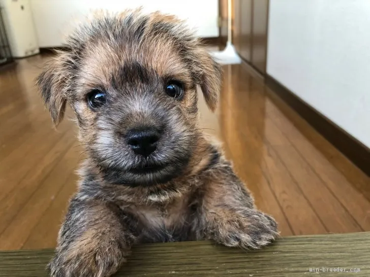 ID：2009-01871の子犬