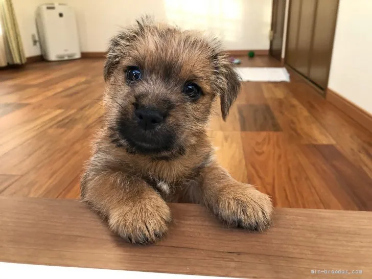 ID：2111-01253の子犬