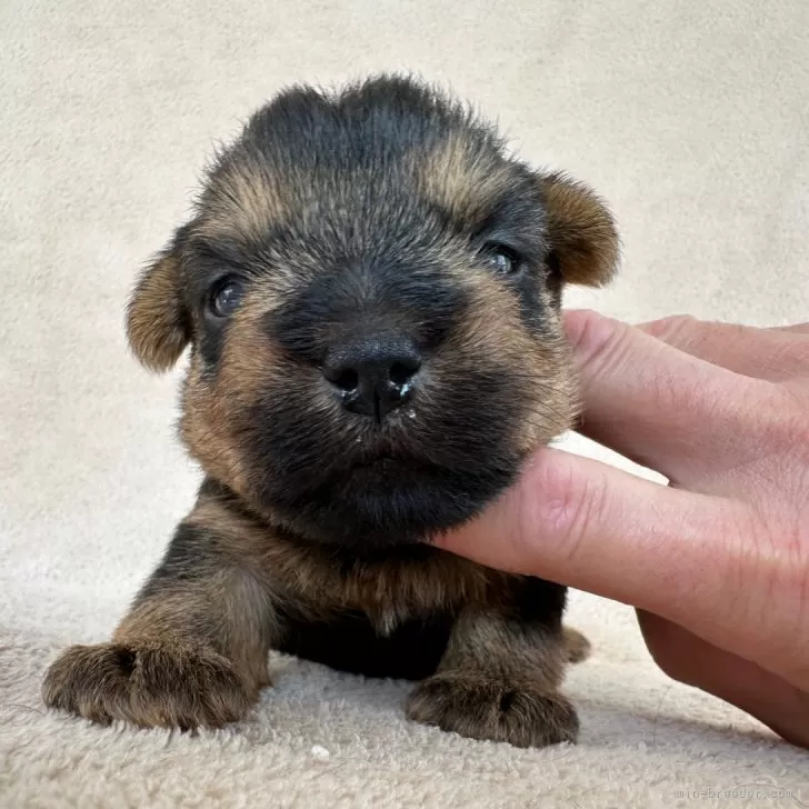 ID：2403-03385の子犬