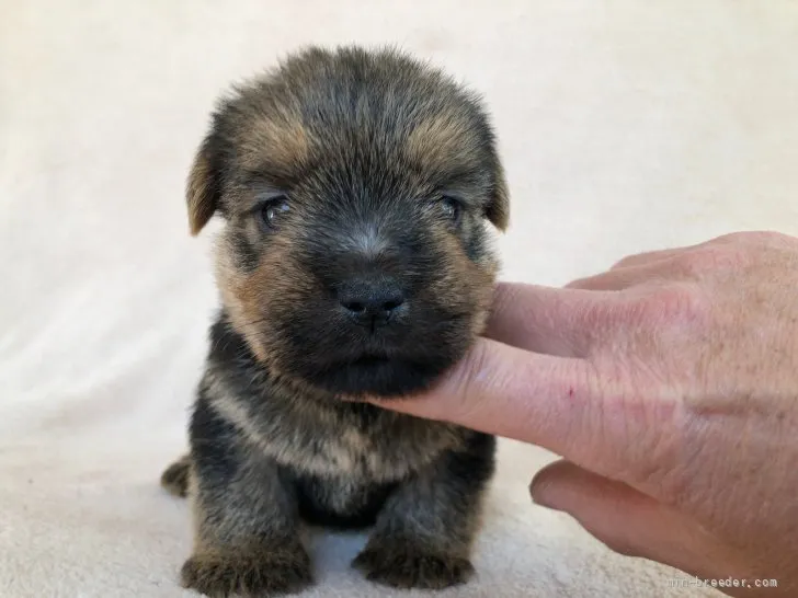 ID：2202-03734の子犬