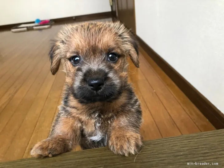 T.Y 様のお迎えした子犬