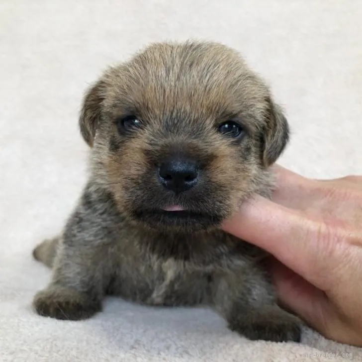 ID：2206-03220の子犬