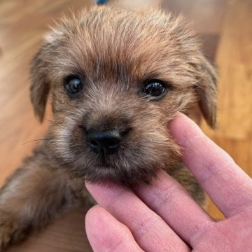 ノーフォークテリア【兵庫県・男の子・2023年11月17日・レッド】の写真「小ぶりで、とても人懐っこく明るい性格の男の子です。」