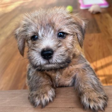 ノーフォークテリア【兵庫県・男の子・2024年8月2日・レッド】の写真「とても人懐っこく明るい性格の男の子です。」