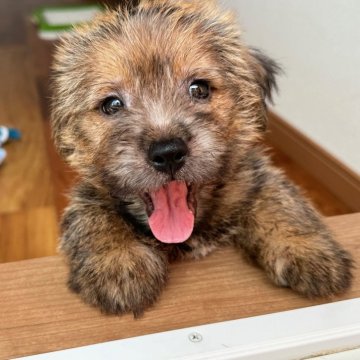 ノーフォークテリア【兵庫県・男の子・2024年7月15日・レッド】の写真「とても人懐っこく明るい性格の男の子です」