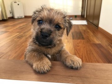 ノーフォークテリア【兵庫県・男の子・2021年10月8日・レッド】の写真「とても人懐っこい男の子です」