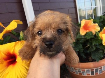 ノーフォークテリア【兵庫県・男の子・2018年5月10日・レッド】の写真「小振りで、可愛いお顔立ちで、とても元気です。」