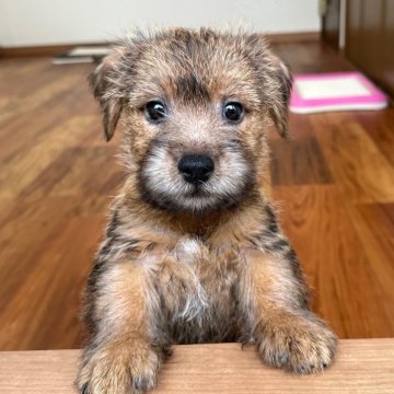 ノーフォークテリア【兵庫県・男の子・2024年7月15日・レッド】の写真「とても人懐っこく明るい性格の男の子です」