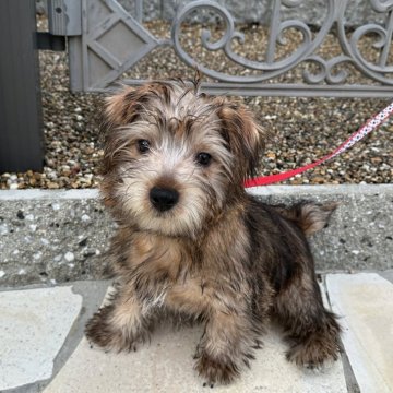 ノーフォークテリア【兵庫県・男の子・2023年9月24日・レッド】の写真「トイレもほぼ成功！とてもおりこうさんです」