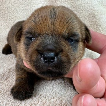 ノーフォークテリア【兵庫県・男の子・2023年8月23日・レッド】の写真「すくすくと育っています。」