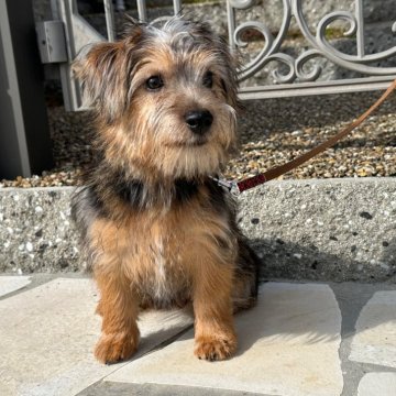 ノーフォークテリア【兵庫県・男の子・2023年10月10日・ブラックタン】の写真「とても人懐っこく明るい性格の男の子です。」