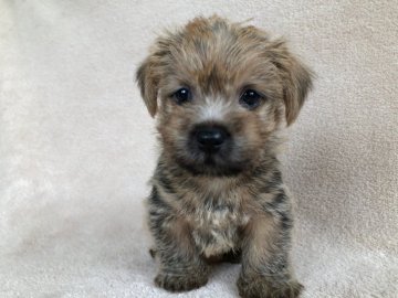 ノーフォークテリア【兵庫県・女の子・2020年6月17日・レッド】の写真「小振りで、とても可愛い顔立の元気な女の子です。」