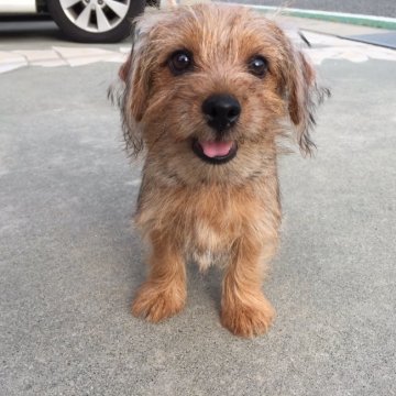 ノーフォークテリア【兵庫県・女の子・2018年4月23日・レッド】の写真「元気でとても人懐こく、明るく良い性格です。」