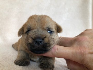 ノーフォークテリア【兵庫県・男の子・2020年6月17日・レッド】の写真「すくすくと育っています。」