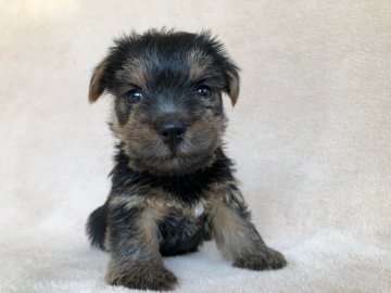 ノーフォークテリア【兵庫県・女の子・2020年7月14日・ブラックタン】の写真「とても人懐っこく明るい性格の女の子です。」