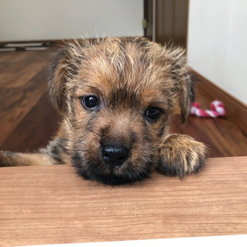 ノーフォークテリア【兵庫県・女の子・2022年5月27日・レッド】の写真「とても人懐っこく明るい性格の女の子です。」