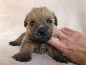 ノーフォークテリア【兵庫県・男の子・2021年2月13日・レッド】の写真「とても人懐っこい男の子です。」