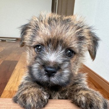 ノーフォークテリア【兵庫県・女の子・2024年2月20日・レッド】の写真「とても人懐っこく明るい性格の女の子です。」