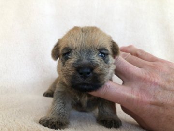 ノーフォークテリア【兵庫県・女の子・2021年2月4日・レッド】の写真「すくすくと育っています。」