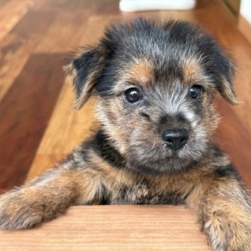 ノーフォークテリア【兵庫県・男の子・2023年2月25日・ブラックタン】の写真「とても人懐っこく明るい性格の男の子です。」