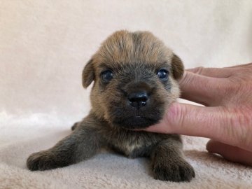 ノーフォークテリア【兵庫県・男の子・2021年2月4日・レッド】の写真「すくすくと育っています。」