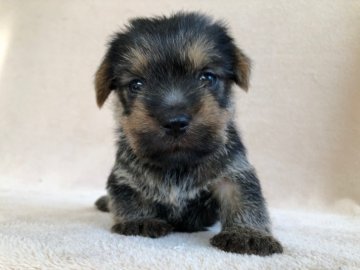 ノーフォークテリア【兵庫県・女の子・2020年7月6日・ブラックタン】の写真「とても人懐っこい女の子です。」