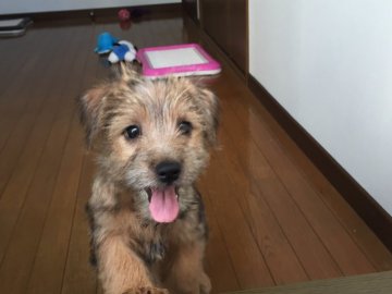 ノーフォークテリア【兵庫県・女の子・2018年4月30日・レッド】の写真「まるまるして可愛く育っています。」