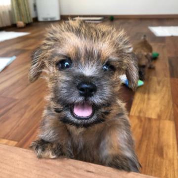 ノーフォークテリア【兵庫県・女の子・2022年4月14日・レッド】の写真「小ぶりで、とても人懐っこく明るい性格の女の子です。」