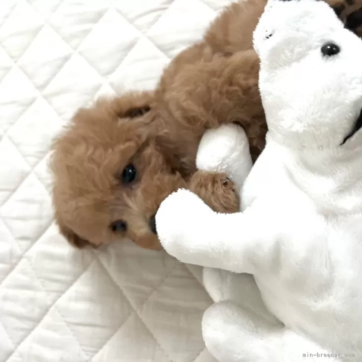 ID：2412-00211の子犬
