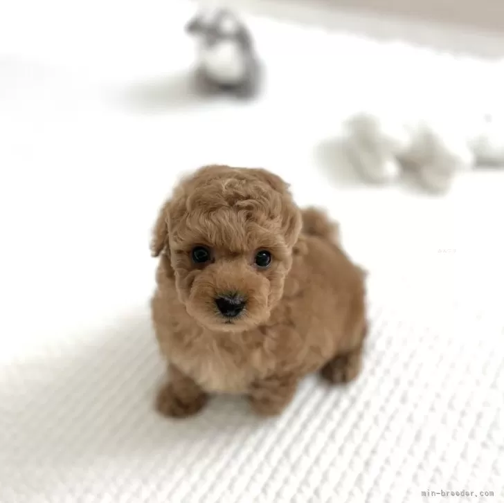 ID：2503-00240の子犬