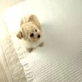 タイニープードル【富山県・男の子・2025年10月23日・クリーム】の写真11