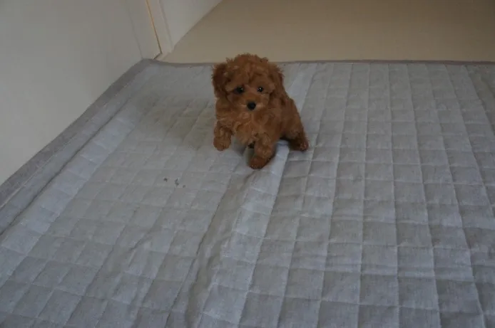 ID：1311-00670の子犬