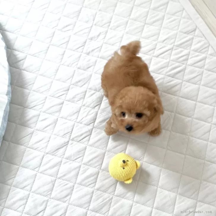 ID：2408-07067の子犬