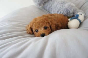トイプードル(タイニー)【富山県・男の子・2019年11月11日・レッド】の写真「童顔の可愛い子　小さめタイニーサイズ ＰＲＡクリア」