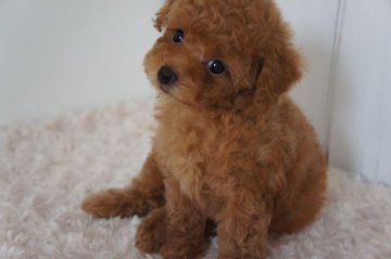 トイプードル(タイニー)【富山県・男の子・2014年7月12日・レッド】の写真「こぶりな男の子です★」