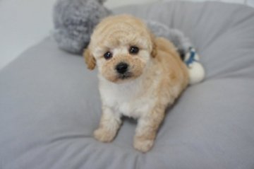 トイプードル(タイニー)【富山県・男の子・2019年11月24日・クリーム】の写真「色素が濃くハッキリとしたお顔立ち　ＰＲＡクリア」