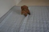 タイニープードル【富山県・男の子・2013年10月3日・アプリコット】の写真1