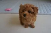 タイニープードル【富山県・男の子・2013年10月3日・アプリコット】の写真3