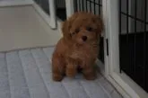 タイニープードル【富山県・男の子・2013年10月3日・アプリコット】の写真5