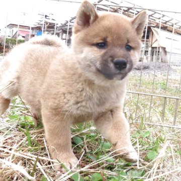 柴犬(標準サイズ)【栃木県・男の子・2025年2月16日・赤】の写真「食欲があっで元気一杯。赤柴のきれいなオスの子です。」