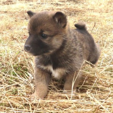 柴犬(標準サイズ)【栃木県・男の子・2024年12月10日・赤】の写真「元気一杯です。赤柴のきれいなオスの子です。」