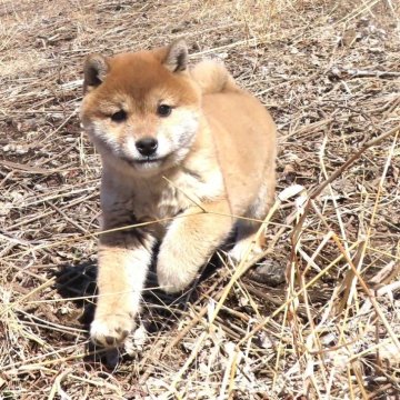 柴犬(標準サイズ)【栃木県・女の子・2025年1月14日・赤】の写真「性格が良くて元気一杯。赤柴のきれいなメスの子です。」