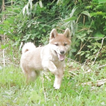 柴犬(標準サイズ)【栃木県・男の子・2025年3月22日・赤】の写真「気性もよく元気一杯、赤柴のきれいなオスの子です。」