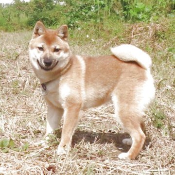 柴犬(標準サイズ)【栃木県・女の子・2025年4月17日・赤】の写真「気性がとてもよく、赤柴のきれいなメスの子です。」